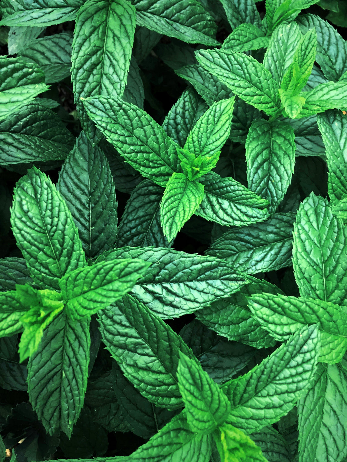 Peppermint Organic Essential Oil 10ml