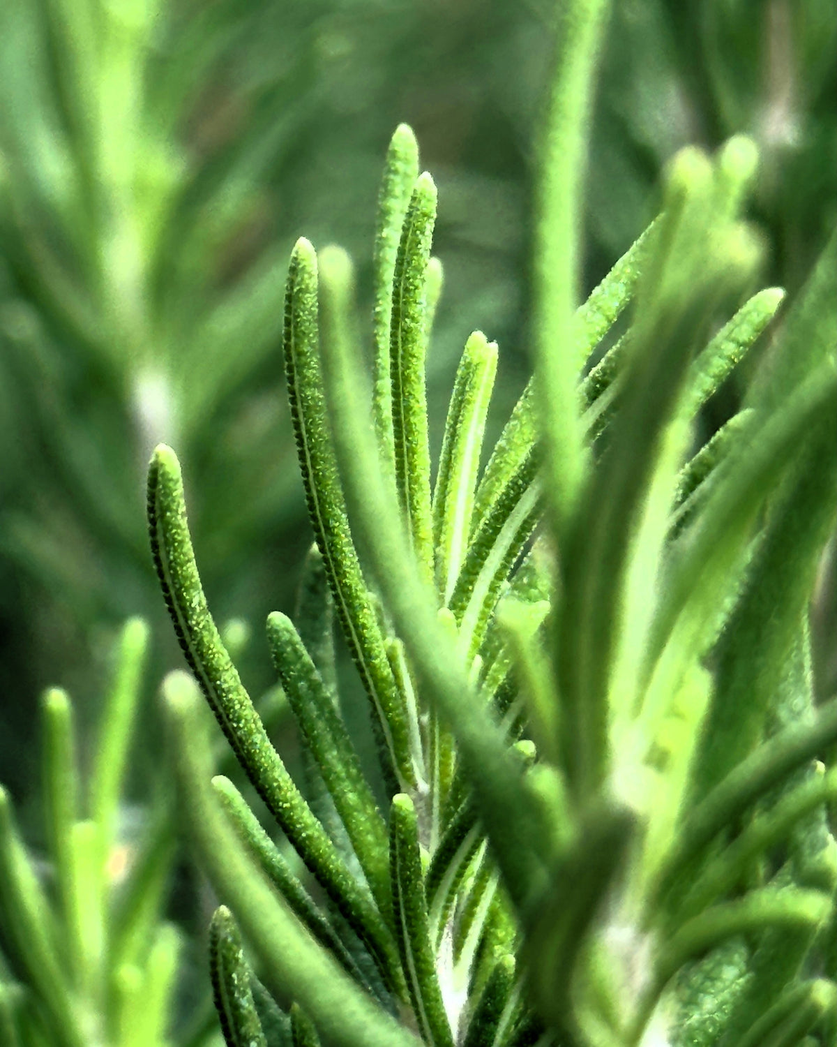 Rosemary Essential Oil 10ml