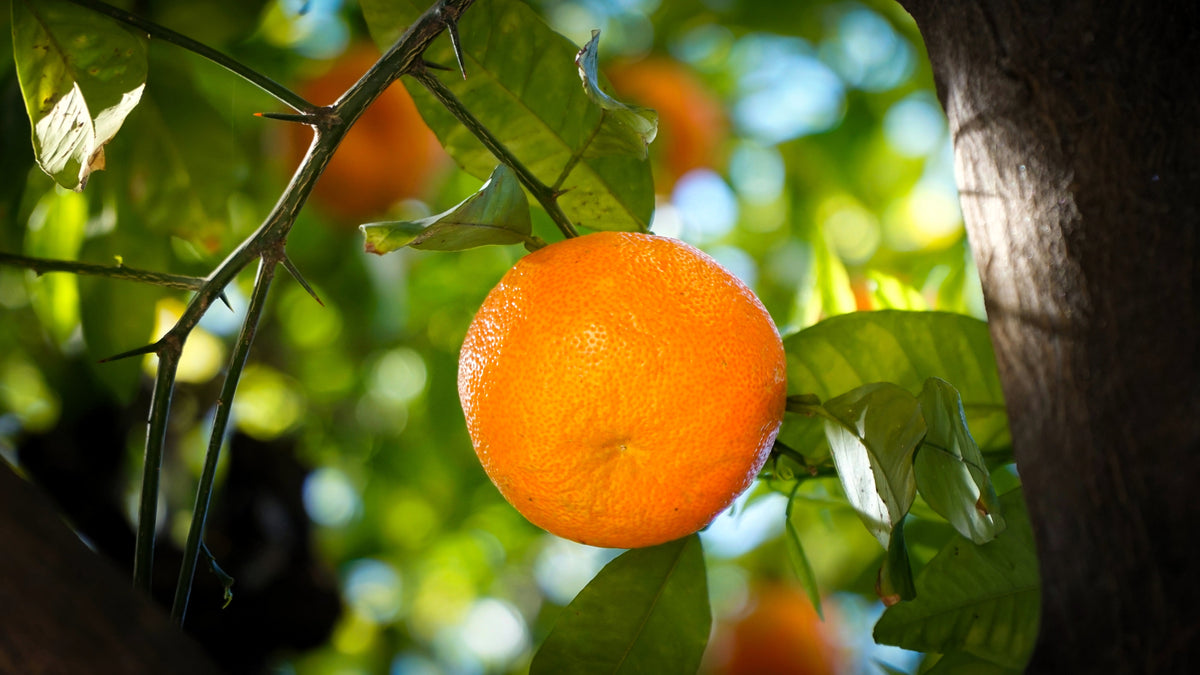 Sweet Orange Organic Essential Oil 10ml