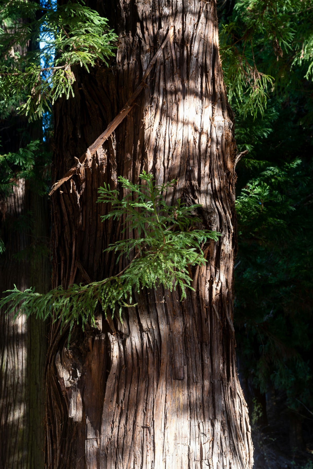 Cedarwood Essential Oil 10ml