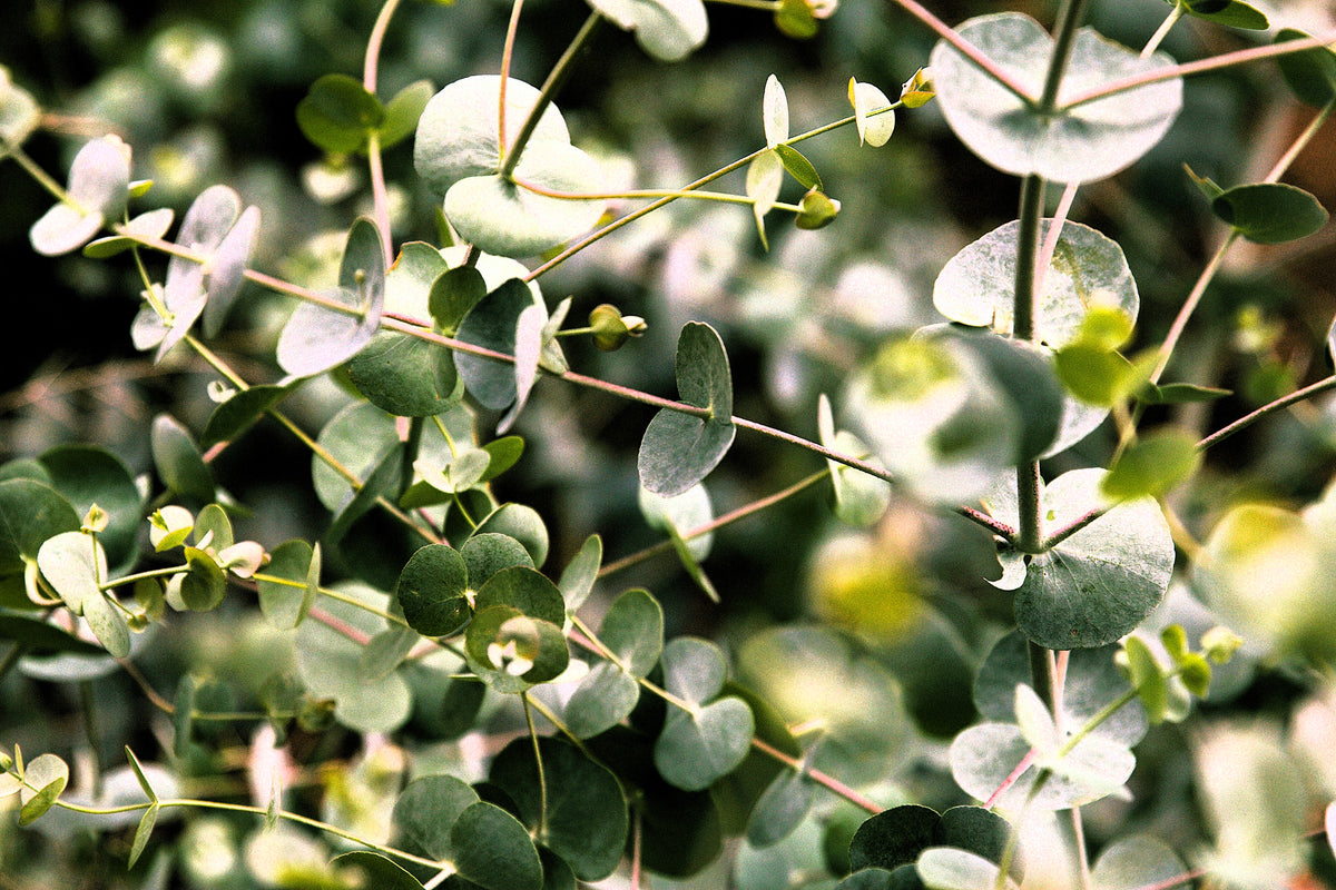 Eucalyptus Organic Essential Oil 10ml