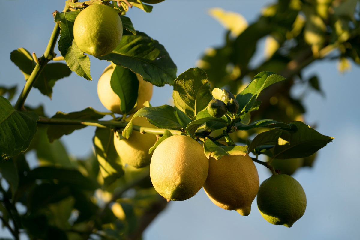 Lemon Organic Essential Oil 10ml