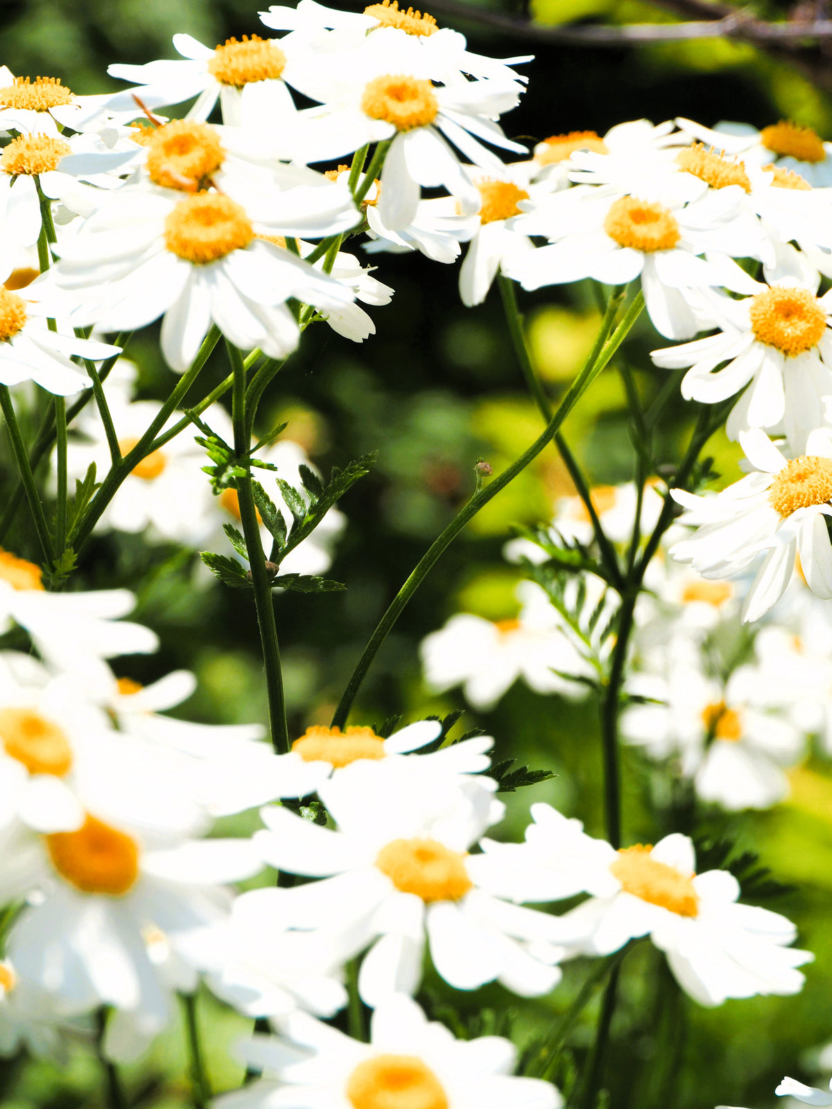 Roman Chamomile Essential Oil in Jojoba 10ml